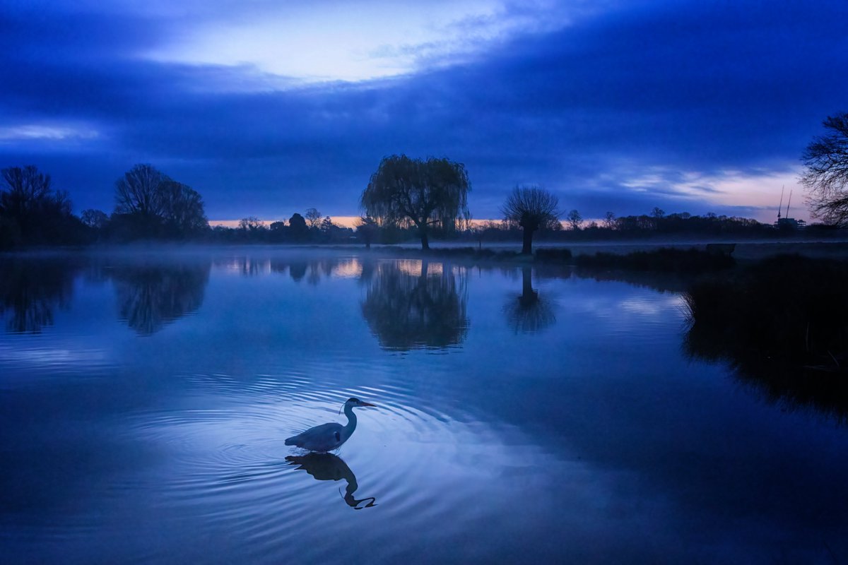 Ron on Leg of Mutton Pond during blue hour in #BushyPark 18.03.24 @theroyalparks @twickerati @TWmagazines @Teddington_Town @TeddingtonNub @WildLondon @Natures_Voice @Visit_Richmond1 @FBHP @SallyWeather @itvlondon