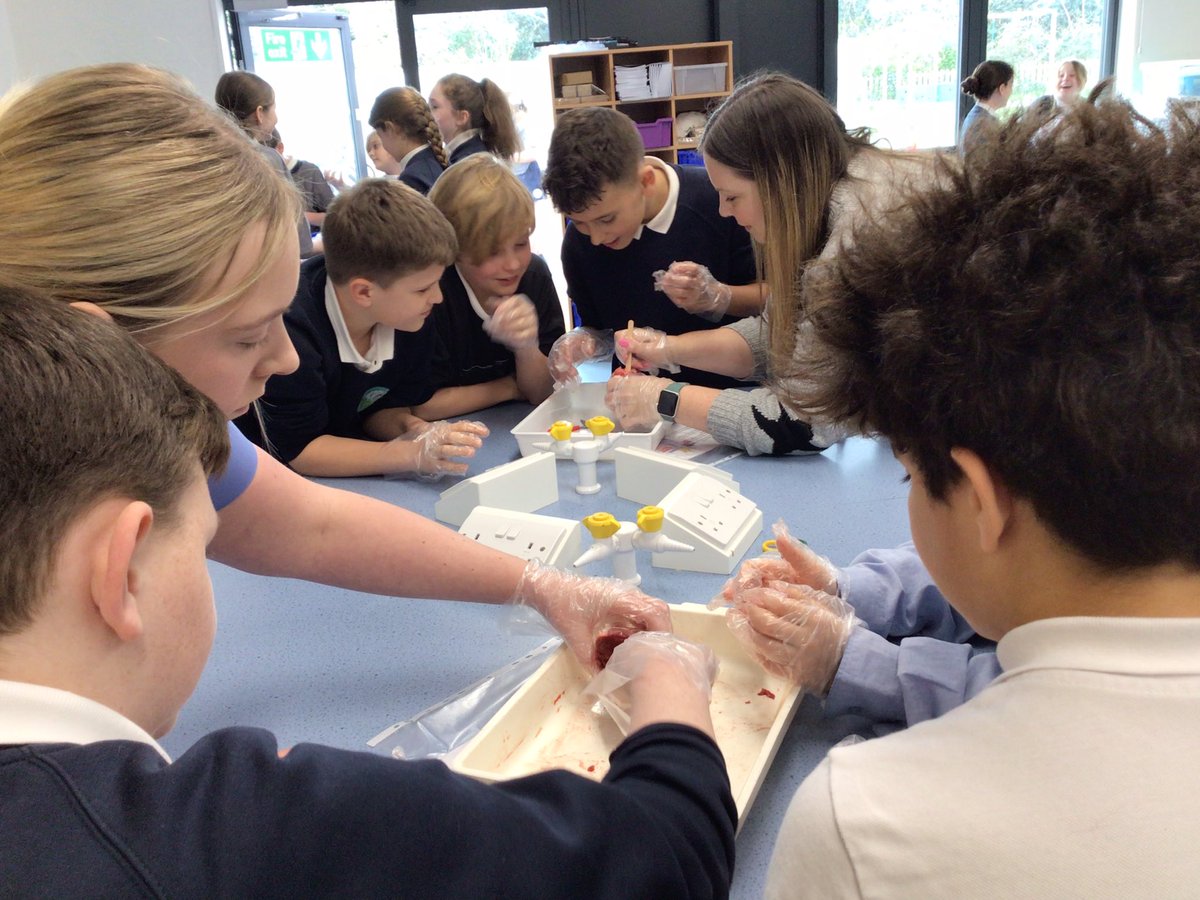 Year 6 have very much enjoyed doing heart dissections today. A huge thank you to Nurse Elle for coming in to help with this and answer all our questions!
