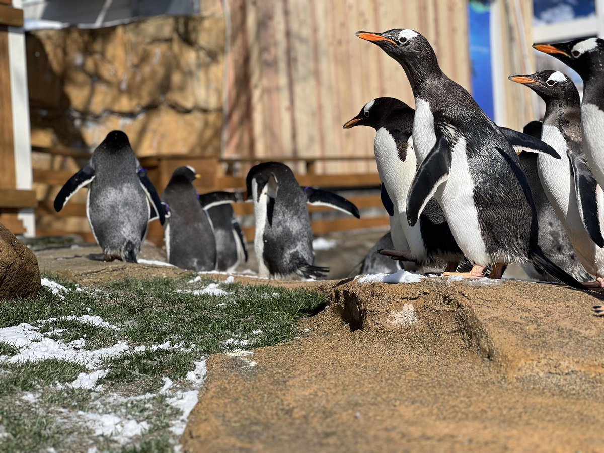 ミナミジェンツーペンギン の展示時間 開園～14:00 《屋外》展示 14:00