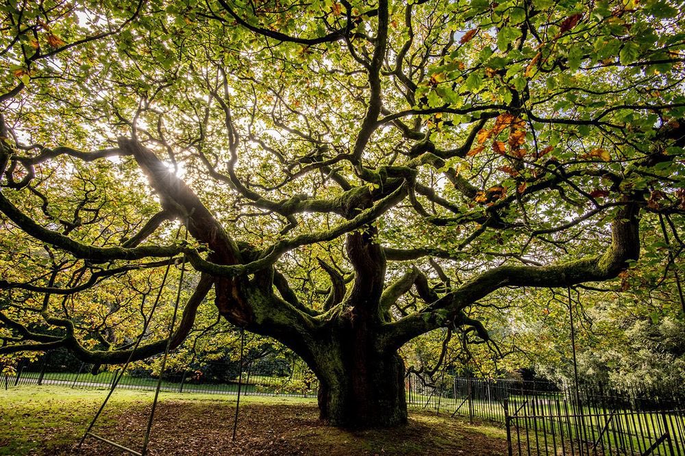 The Allerton Oak - Liverpool A 1,000 year old Sessile oak that has seen Liverpool built around it. In 1864 the tree was damaged when 11 tonnes of gunpowder exploded THREE MILES AWAY.