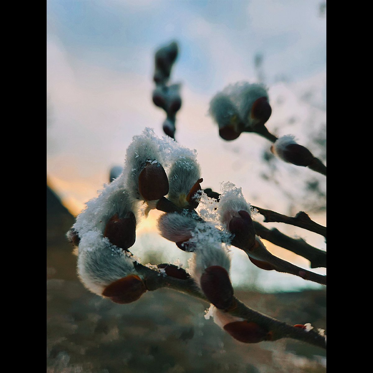 BrandijoShaffer's tweet photo. Some photos from my early walk this morning. #spring #sunrise #pussywillow #photography #photographer #photooftheday #PHOTOS #photographylovers #photographylover https://t.co/5KyjHarupn