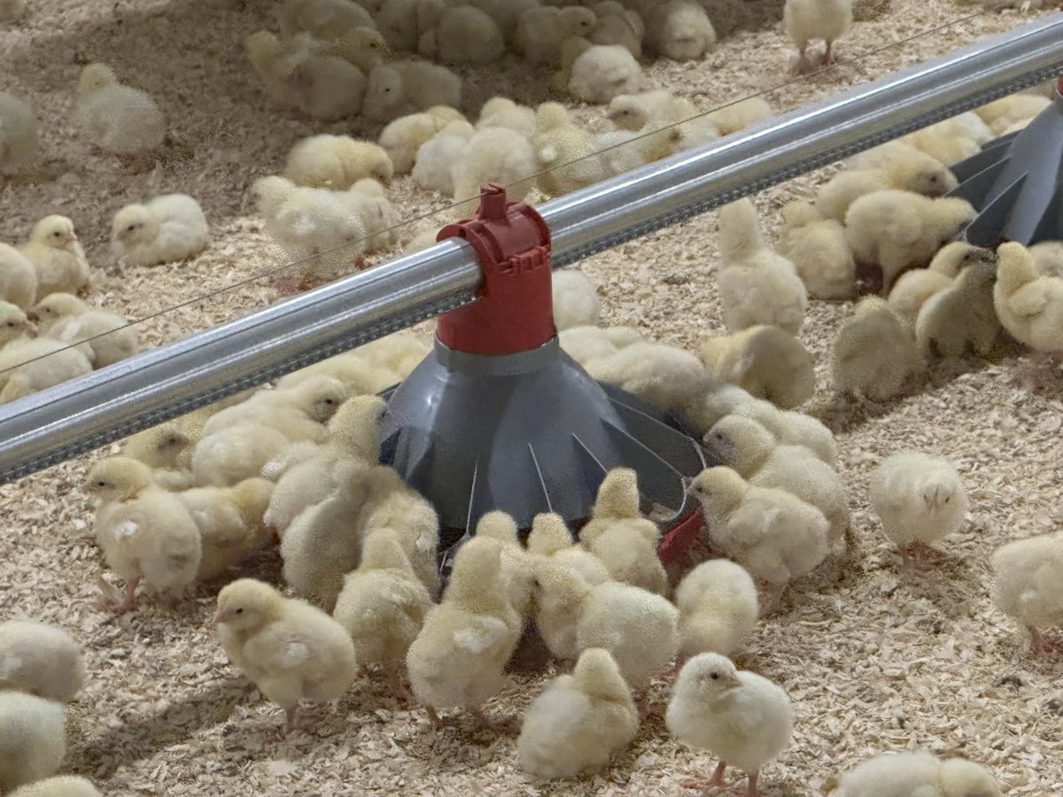 Birds just in at new site in East Yorks. Full supply by <a href="/jfmckennaltd/">JF McKenna Ltd</a> with <a href="/fancombv/">Fancom</a> <a href="/choretime/">Chore-Time</a> <a href="/lubinguk/">Lubing UK & Ireland</a> <a href="/HATO_lighting/">HATO Agricultural Lighting</a> <a href="/CollinsonAgri/">Collinson Silos 🇬🇧</a> <a href="/VencomaticGroup/">Vencomatic Group</a> heat exchangers, <a href="/WinterWarmUK/">Winterwarm UK</a> . Fantastic conditions and customers extremely complimentary of our equipment,install + service.