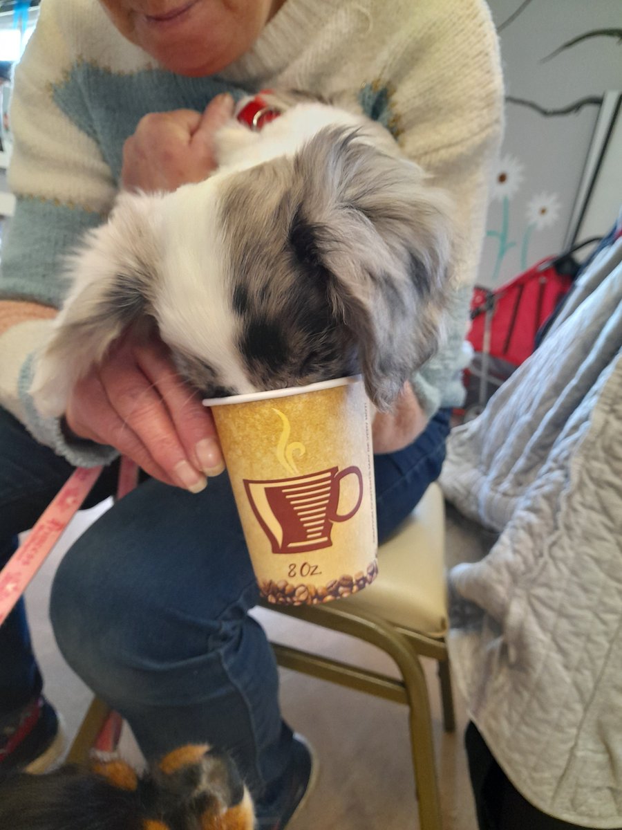 We are hoping the sunshine stays out for our walk tomorrow. Please join us, you can enjoy a free cuppa &amp; if your doggie joins us they can tuck into a Puppaccino. 

More details in our poster. 

#Bentley #Walsall #Willenhall #Dogs #Walking #Health #Wellbeing