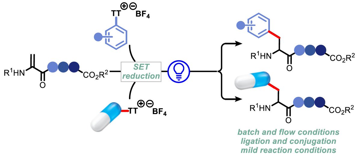 Great start of the week: our work on the photocatalytic hydroarylation of dehydroalanine-containing peptides with arylthianthrenium salts is now accepted @angew_chem: onlinelibrary.wiley.com/doi/10.1002/an… #FlowChemistry #Photocatalysis #PeptideModification
