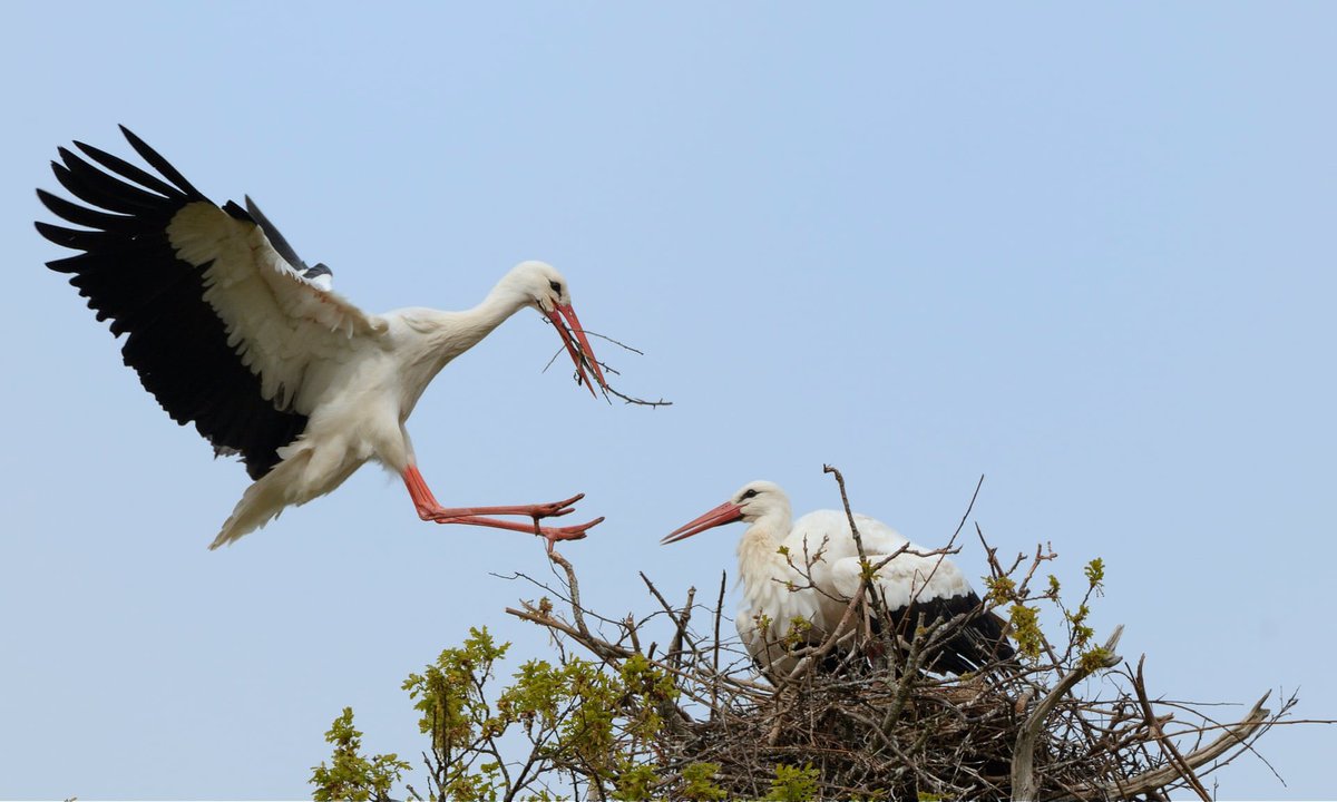 Migratory bird of the month: White Stork. With its graceful flight and noble presence, the White Stork continues to capture the imaginations of people around the world, embodying hope, and happiness for generations. Read more: spnl.org/migratory-bird…