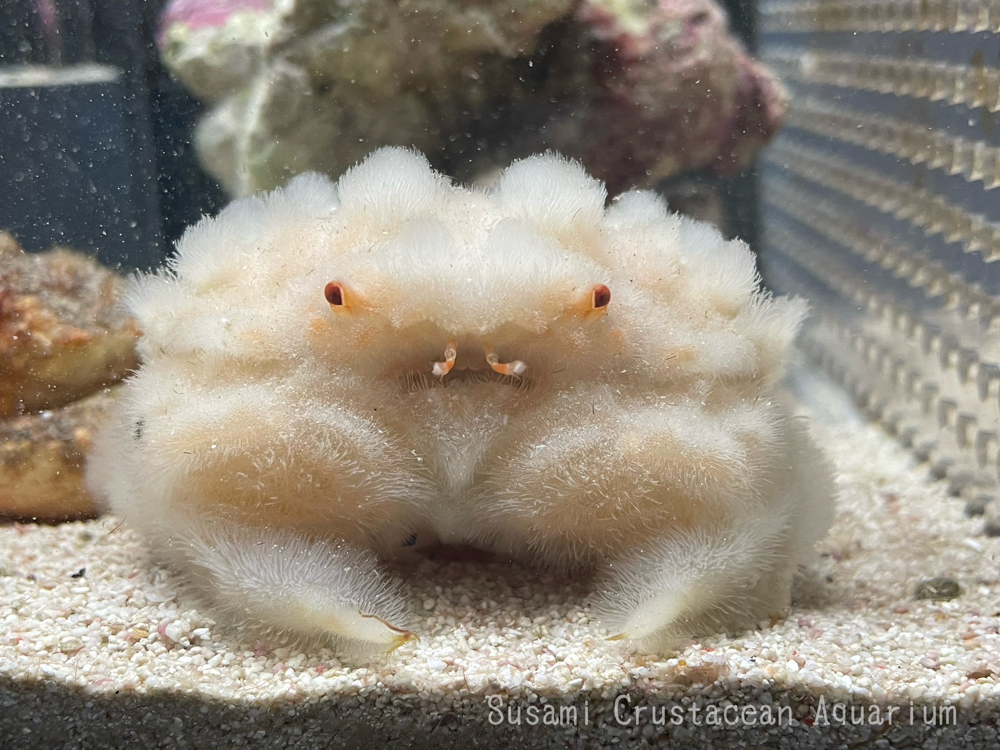 すさみ町立エビとカニの水族館 on X: 
