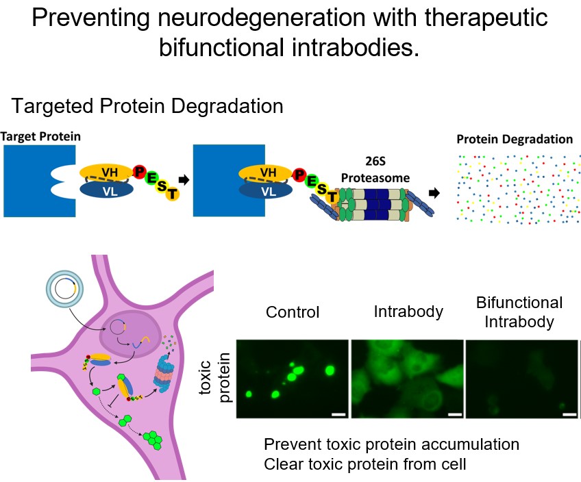 NeuralStemCells's tweet photo. We're excited for the #Tau2024 Global Conference next week! David Butler will be presenting his work on tau #intrabodies.

Session | Tauopathy-Directed Therapeutics
Where | Westin Washington, Rock Creek Ballroom &amp; online
When | Tues, March 26,  2:45pm

@alzassociation  @CurePSP https://t.co/aGuU95kSDL