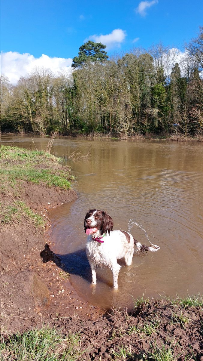 Daffodil01chase's tweet photo. Come on in, it's lovely πΎπΎ #throwthestick https://t.co/76HUsTpFKa