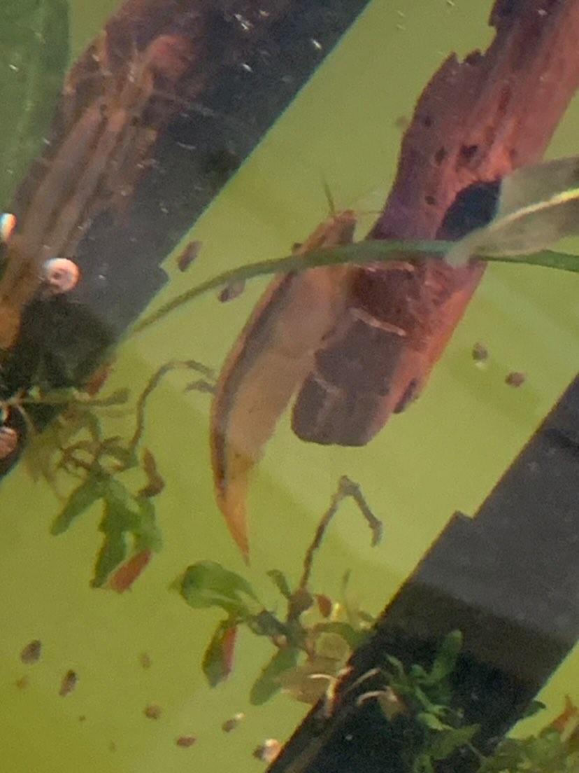 RealMeatworm's tweet photo. @ohthoughtsquote Seeing my bamboo shrimp once a year, I genuinely don't know where he goes https://t.co/4uIfGZrM7o