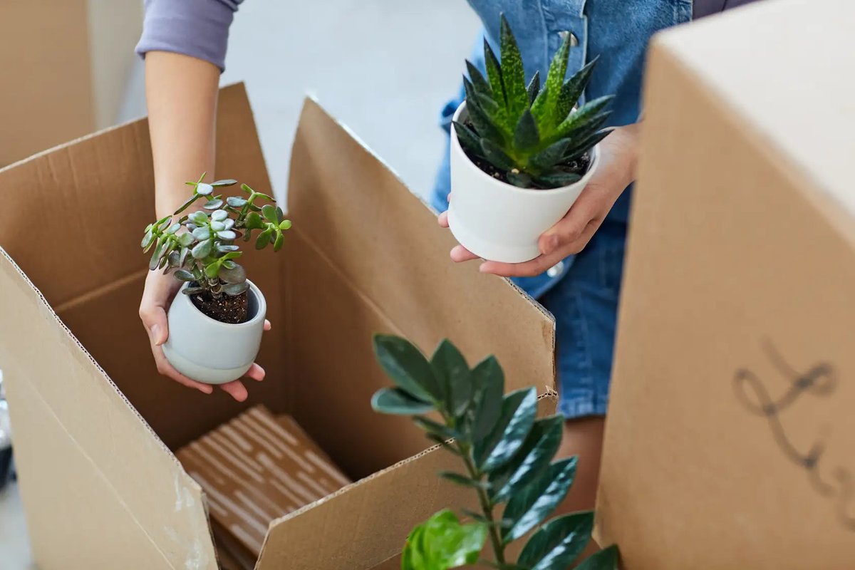 PetalPursuits's tweet photo. Surprise yourself or a friend every month with our Houseplant Subscription Box! A handpicked plant, with care tips, to your doorstep. We have curated boxes just for you.
Choose Your Box Now at https://t.co/fSQ6kvrwLe !
#SubscriptionBox #PlantGift #PetalPursuits https://t.co/SN3DqdJzH0