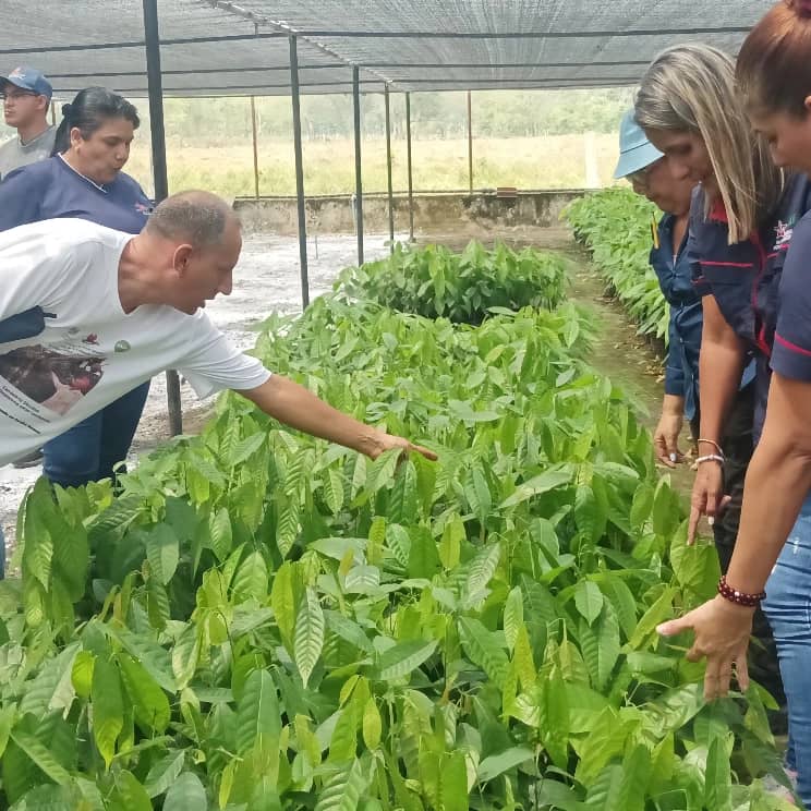 Gabrielasjr's tweet photo. Se inició el Plan de Atención para el fortalecimiento de la producción de Cacao con la Asociación  de Productores de Pedraza abordaje para el diagnóstico fitosanitario de las plantaciones en Barinas.
 
Durante la visita técnica, el equipo multidisciplinario de la @ACAV_Ve abordó seis Unidades de Producción de Cacao, iniciando con la aplicación de un instrumento estructurado para caracterizar los elementos técnicos que contempla el levantamiento fitosanitario de las plantaciones, evaluación  de la calidad genética del fruto, número de almendras por mazorca, frutos por plantas, cruce entre variedades criollo y  forastero, entre otros elementos de interés agroecosistémico de las Unidades productivas. 

El encuentro apuesta a la creación de alianzas estratégicas, científico campesina para  la formación, investigación e innovación tecnológica que contribuya al desarrollo territorial agrícola sustentable, tributando de manera directa a la consolidación productiva del cultivo del Cacao, por ser de significativa importancia económica, social, ecológica, tecnológica y cultural en la región.

Somos #CienciaParaLaVida