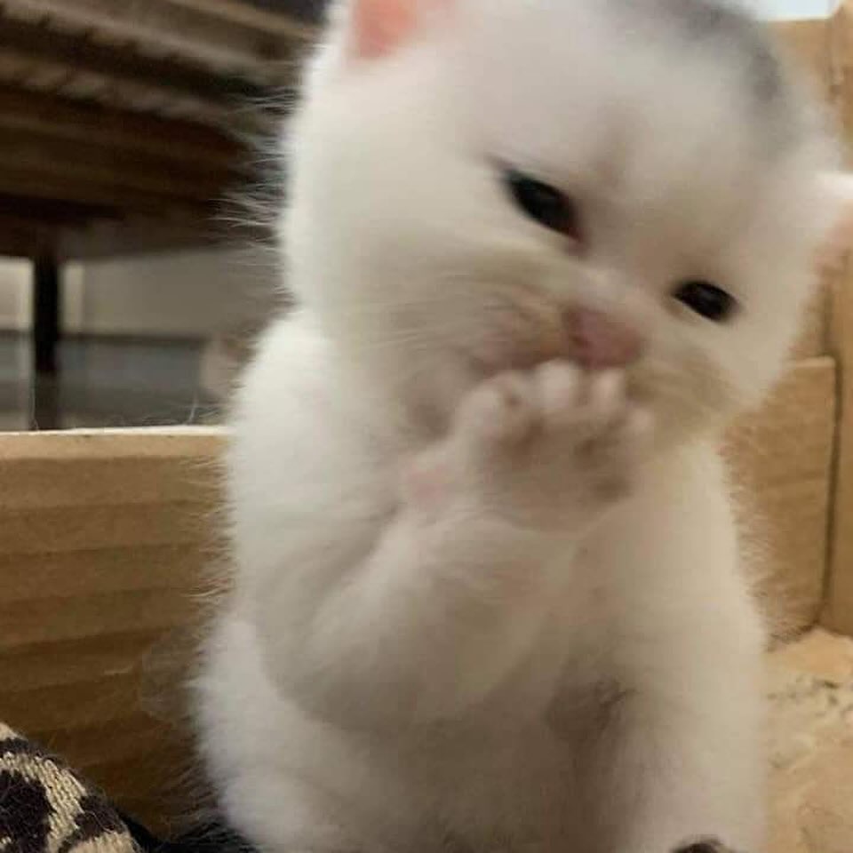 PunchingCat's tweet photo. https://t.co/XWdko1Efm2