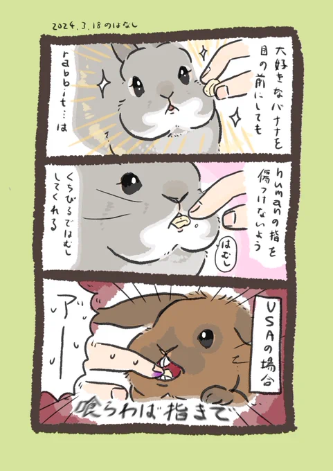 どっちもかわいいね

#うさぎのいる生活 