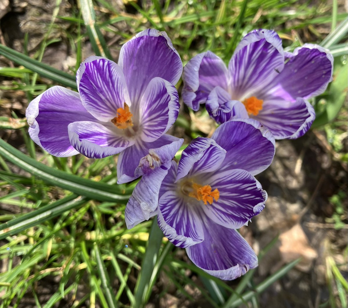BeautifulGarde1's tweet photo. Lentebloemen #crocussen #tulpen #narcissen https://t.co/KpSqYG0V2u