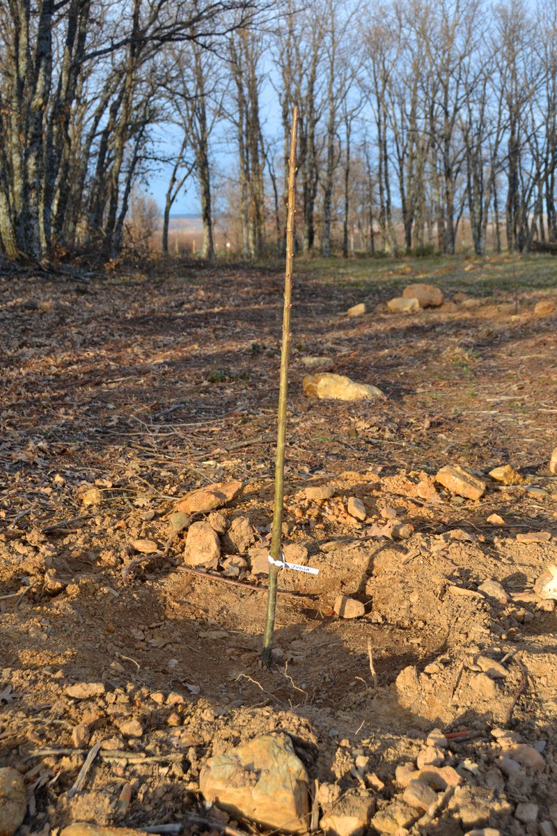 Nuevo proyecto multifuncional que da sus primeros pasos, en #Segovia: Sistema agroforestal silvoarable de 4 sectores, con castaños, avellanos y serbales que combinarán con legumbres-grano y con los rebollares locales
<a href="/SorbusBosques/">Sorbus Bosques Multifuncionales</a> #sorbusproyectos