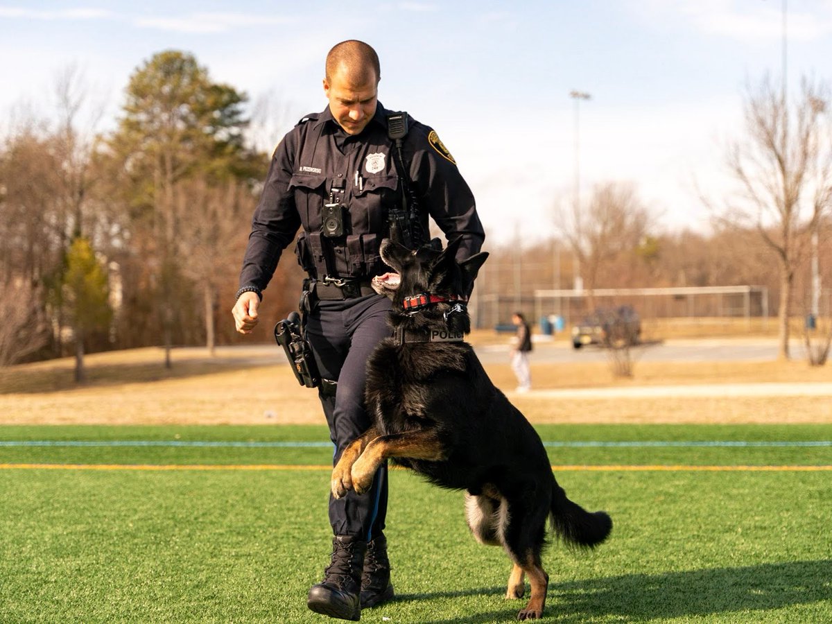 GloTwpPolice's tweet photo. The Gloucester Township Police Department is saddened by the loss of Retired GTPD K-9 Sarge, who passed away on Sunday, March 17, 2024. 😔🐾💙

K-9 Sarge was born on January 31, 2016. He started his patrol career with Ptl. Mike Przeworski and served the GTPD for 6 years. https://t.co/jEcEmekQ7c