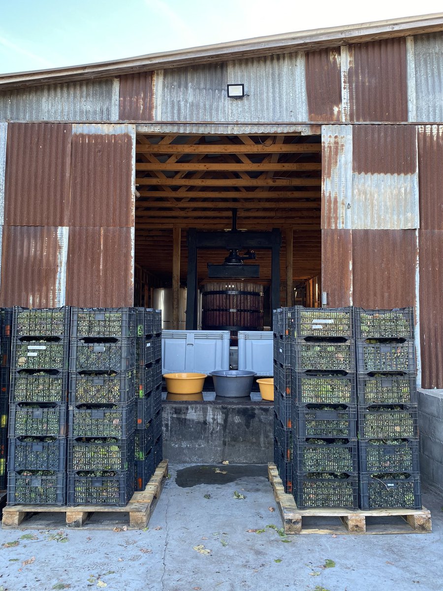 Semillon viñedos de 70 años , clima frío y todo hecho a mano . No puedo pedir mas 
Itata
Granitico semillon