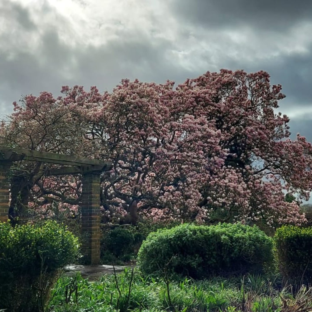 The Magnolia x Soulangeana, or Saucer Magnolia, in the walled garden at Golders Hill Park is looking magnificent from all angles 😍 The horticulture team in Golders hill Park work hard to look after all of the plants and trees so they can be enjoyed by the public year round.