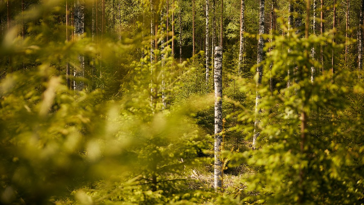 Biodiversity is one crucial element to consider in forestry.🍃We monitor the quality of harvesting with six biodiversity impact indicators in Northern forests. In 2023, we saw a boost in deadwood creation, which is good ground for developing further👉hubs.li/Q02pB2Kr0