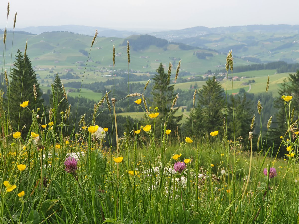#BiologischerLandbau wirkt sich günstig auf die #Pflanzenartenvielfalt im Schweizer Grasland aus. Doch für eine weitreichendere Förderung der Pflanzenartenvielfalt braucht es #Biodiversitätsförderflächen. ➡️ agrarforschungschweiz.ch/2024/03/hoechs…