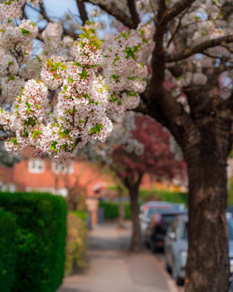 It's starting to feel a little spring-like.....🌳🌸 ...so let's celebrate our street trees 🙌 They connect us with the seasons. They bring nature into our grey streets. And they lift our mental and physical well-being. Let's fill our street with trees🌳🌳🌳 👉@TreesforStreets