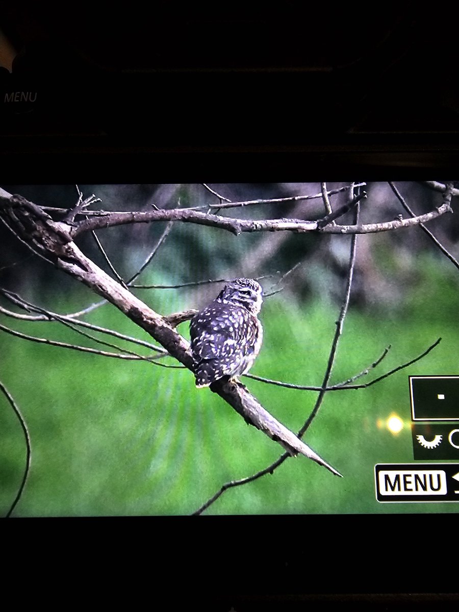 Maxwildphoto's tweet photo. It was lovely to see one of the local Little Owls last night. We hear them most evenings from the house, so it was nice to finally set eyes on them.

#wildlife #nature #littleowl #owl #somerset https://t.co/vQrKQ2ne6d