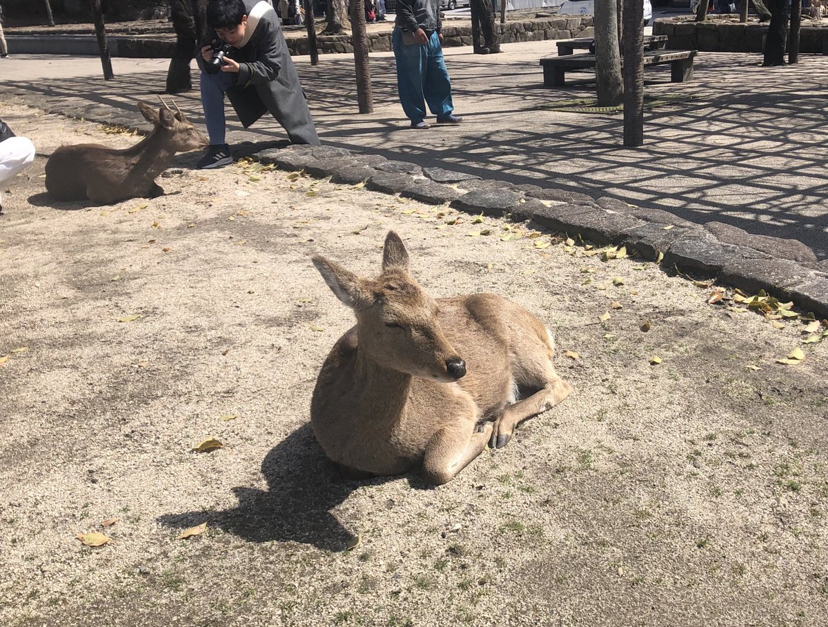 野生のst98さんがお昼寝してた！