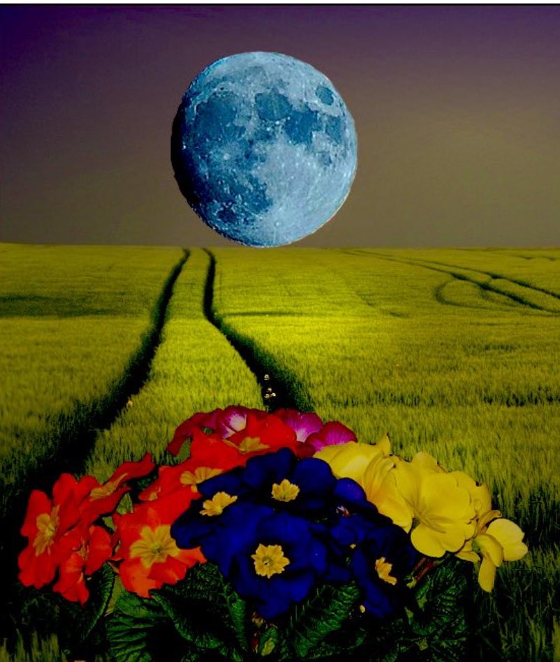 “Batte la luna soavemente di là dai vetri / sul mio vaso di primule: / senza vederla /la penso come una grande primula anch’essa, /stupita, /sola, /nel prato azzurro del cielo./ —Antonia Pozzi #DesiderioDiCoseLeggere a #SalaLettura