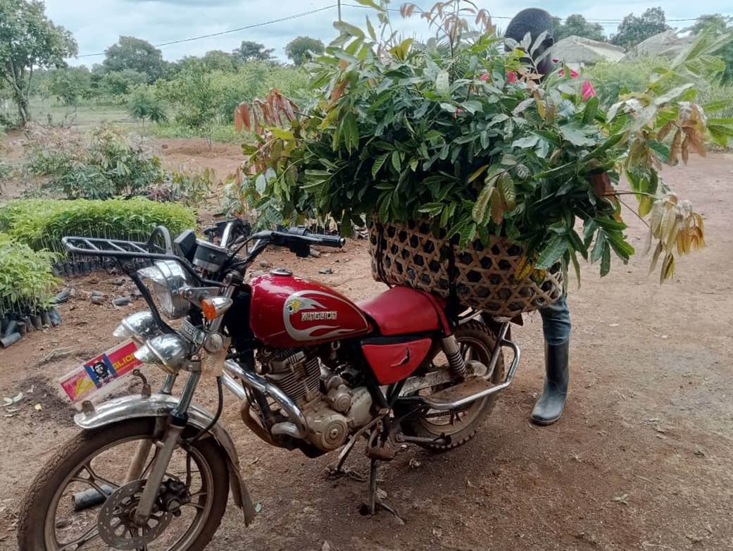 #TDTPhotoComp📸

Amos is working with many school groups to #planttrees to improve #nutrition and the environment. Seedlings grown in the nursery are loaded up ready for distribution.

Read more about this project here mboniyavijana.org/protecting-our…

#TDTProjects #IncomeGeneration