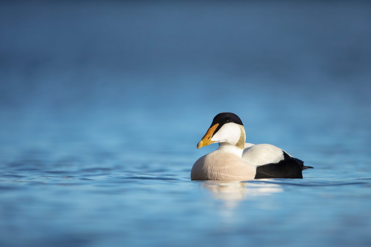 Daniel Trim tweet media