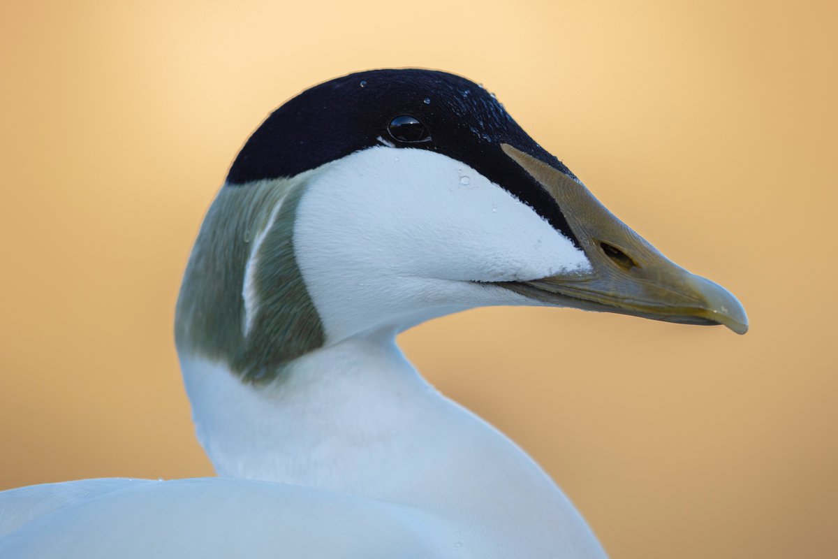 Daniel Trim tweet media