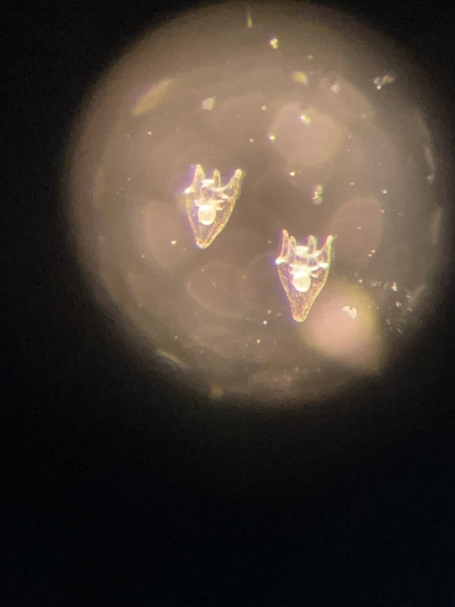 Tough soldiers in the world