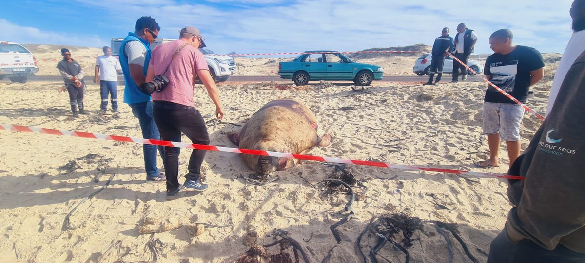 ricky325's tweet photo. @TjokNorris @WCLiveTraffic It was an elephant seal https://t.co/edvCM4btOO