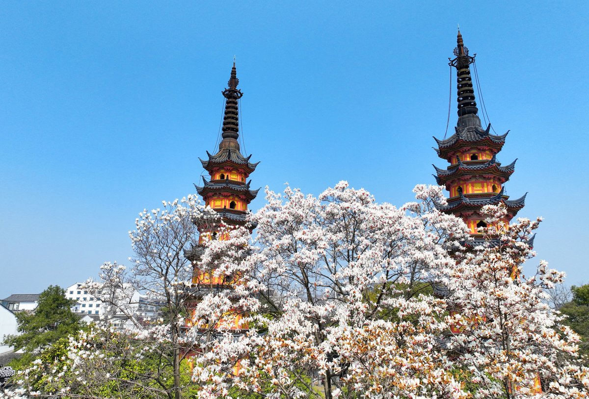ThisisSuzhou's tweet photo. The captivating view of blooming magnolia flowers against the backdrop of the Shuangta, or Twin Towers, dating back over 1160 years, has drawn residents and visitors alike for photography. #BeautifulSuzhou #SpringinSuzhou [Photo/VCG] https://t.co/vs8jIXRhAt