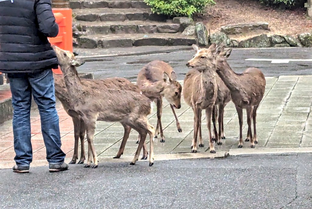 「鹿とうさぎを堪能しました 」|神戸ゆみや🦀のイラスト