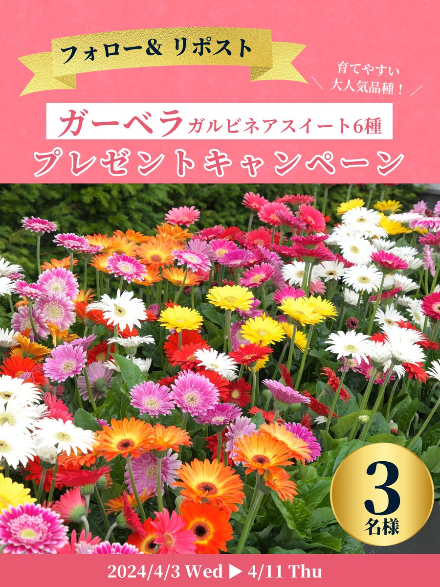 shoptakii's tweet photo. ／
📣フォロー＆RTであたる💐
＼

育てやすく、
カラフルで大きなお花が魅力的🥺❤️

ガーベラの"ガルビネア"シリーズ6種を
3️⃣名様へ #プレゼント🎁

ガーデンをお花畑にしちゃいましょう💐

■応募方法
① @shoptakii をフォロー
② 当投稿をリポスト

〆切 4月11日(木)⏰
#懸賞 #キャンぺーン https://t.co/qNWwH2ybeM