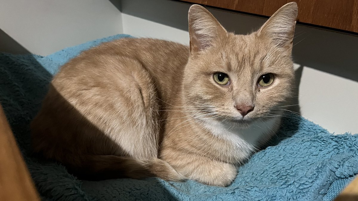erics_escapades's tweet image. Good morning everyone , with purrents being off work, thought I’d have myself a little lie in. It’s done me wonders , enjoy your day 😻🧡 #CatsOfX #adoptdontshop  #catsprotection #rescuecat #monday