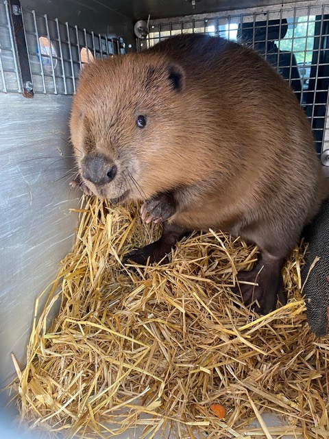 Lovely aural paddle on the River Avon with Emily Knight of @BBCr4today and @theriverstrust The free swimming beavers of the Avon coppicing, increasing biodiversity and giving a renewed childlike excitement...'nothing quite like watching a beaver kit scratch its bum' @BeaverTrust