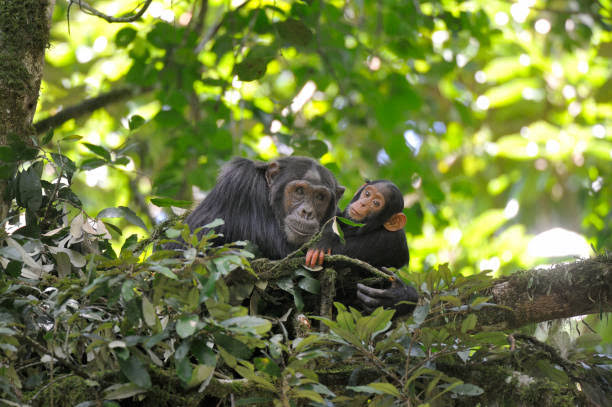 ngambaisland's tweet photo. #Chimpfact
Forests are more than just trees – they're the lifeline for our chimpanzee friends! From providing shelter to offering food and fostering social connections, forests are essential for chimpanzee survival. 
#WorldForestDay https://t.co/1UU633DsTx