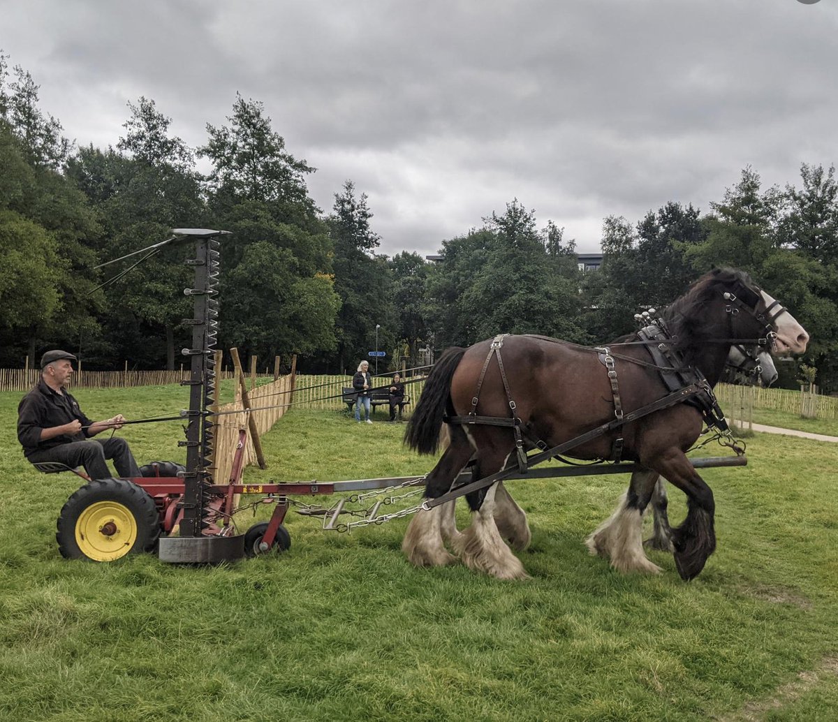 The heavy horses will be back in action at St George’s Park in #Wandsworth on the 25th March, 12pm-2.30pm! Organisers @EnableParks Wandsworth recommend arriving early to secure a good spot. Please email parks@enablelc.org with any questions. #Tooting