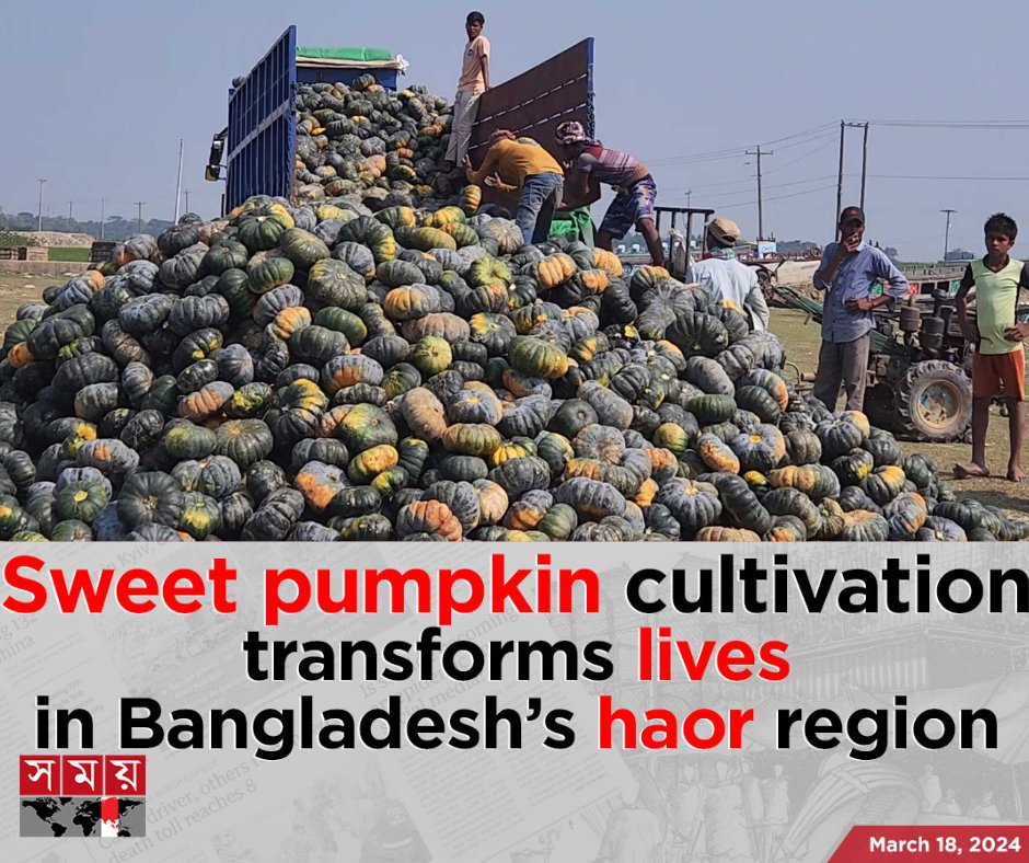 SohanYouthNetG's tweet photo. Sweet pumpkin cultivation is changing lives in #Haor, the wetland ecosystem in northeastern Bangladesh. 

In the heartland of Netrakona, this flourishing practice serves as a beacon of hope and resilience amidst adversity. 🎃 
https://t.co/uYl0POrZ2b https://t.co/uPgOZbwwyG