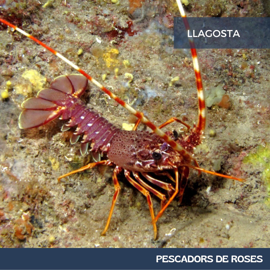 LLAGOSTA del Cap de Creus, ara i durant els pròxims 6 mesos podrem gaudir-la ❤️

LANGOSTA del Cap de Creus, tenemos 6 meses por delante para disfrutarla ❤️ 

#pescadorsderoses #llagosta #langosta