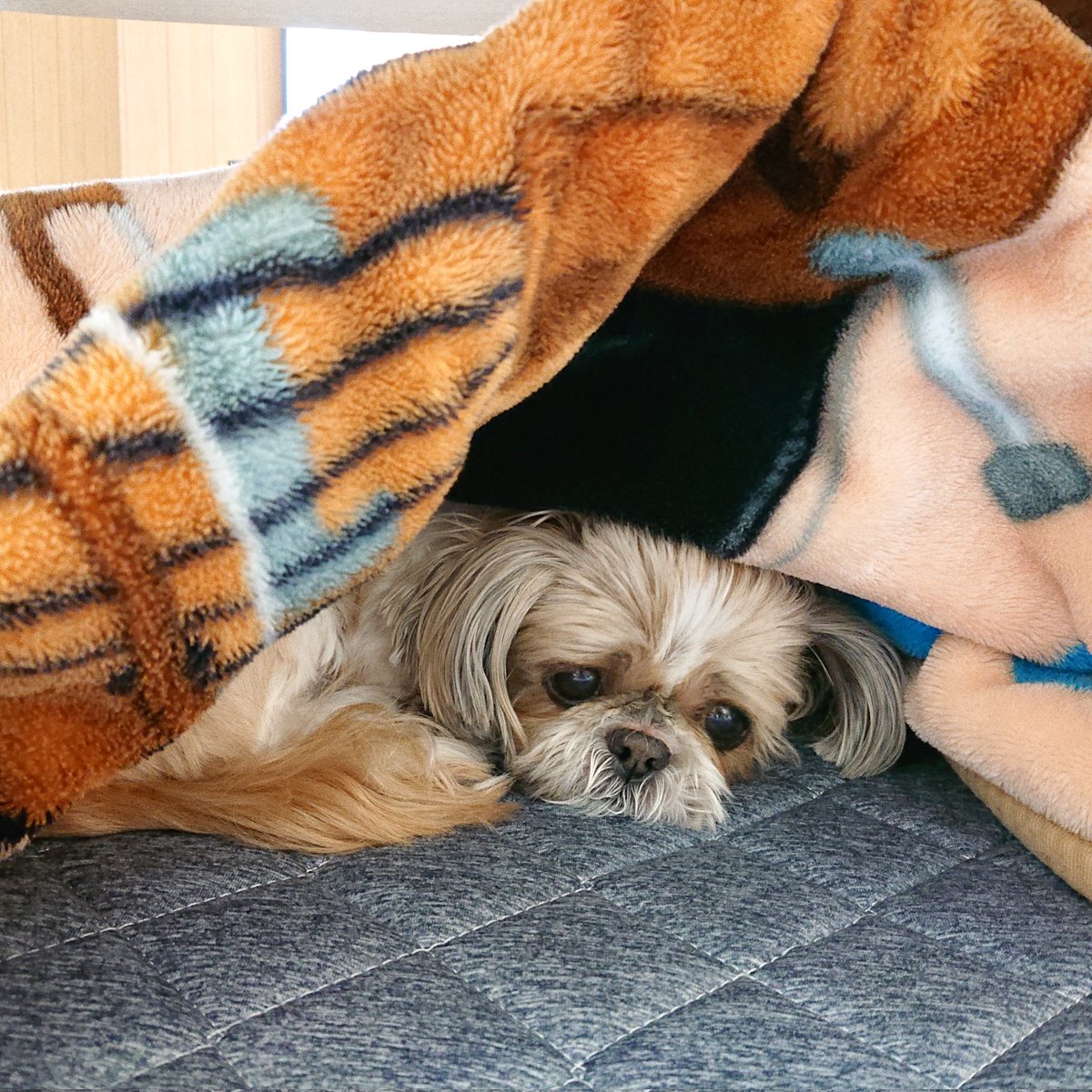 FelicitaJapan's tweet photo. 今日も一人キャンプ満喫中

夜ご飯まで一眠り

おやすみなさい

#犬好きな人と繋がりたい 
#犬のいる生活 
#シーズー
#一人キャンプ https://t.co/jJmm6tJbOz