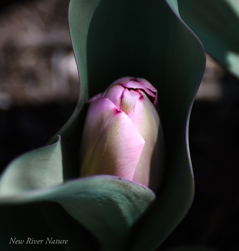 KerriFar's tweet photo. “Clarity is often found in stillness.” - Christie Golden ~ https://t.co/3PAdFOojHp ~ #Spring #Tulip ~ https://t.co/Opj06aCV8s ~ #NewRiverNature #NaturePhotography #SpringSensations https://t.co/FPTexz5Mkj