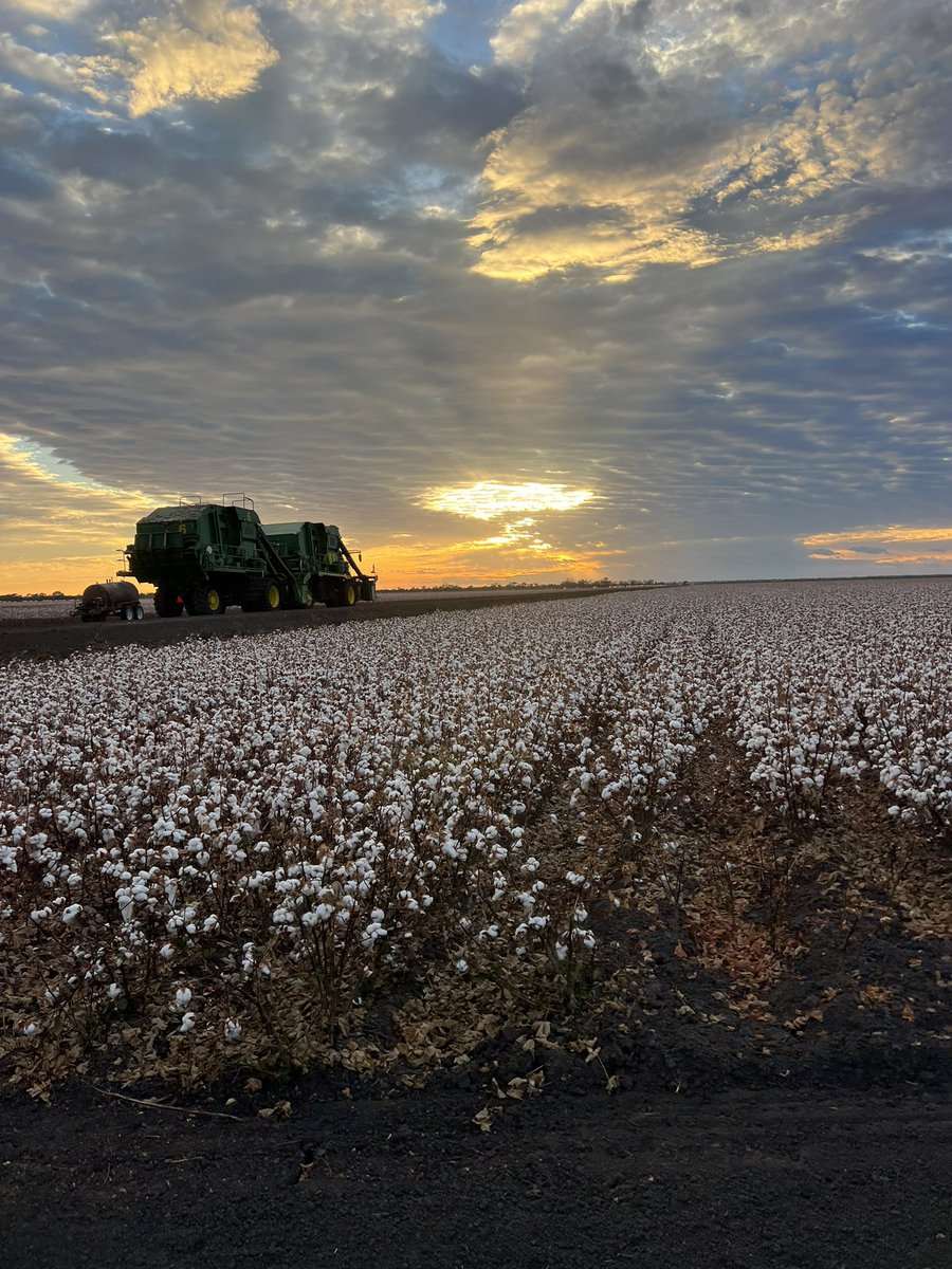 AndrewUphill's tweet image. So we got into the white stuff today, socks and jocks. #pick24 is on. Hell of a storm to the East of us on the way home. #aussiecotton #cotton