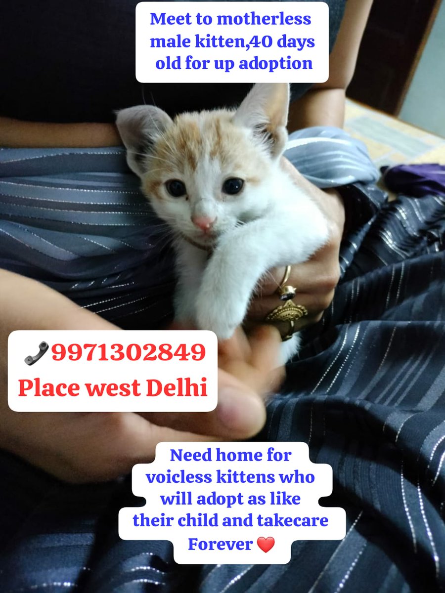 Hello friends, 

Pls share this post to ur colleagues sothat get caring family home as soon for small kitten.
 📞 9971302849
Location west Delhi 
Need everyone support for get loving family home for Tejas.
Can you give small time and efforts for share this post.🙏