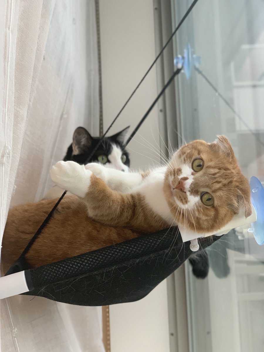 pepepopocat tweet picture