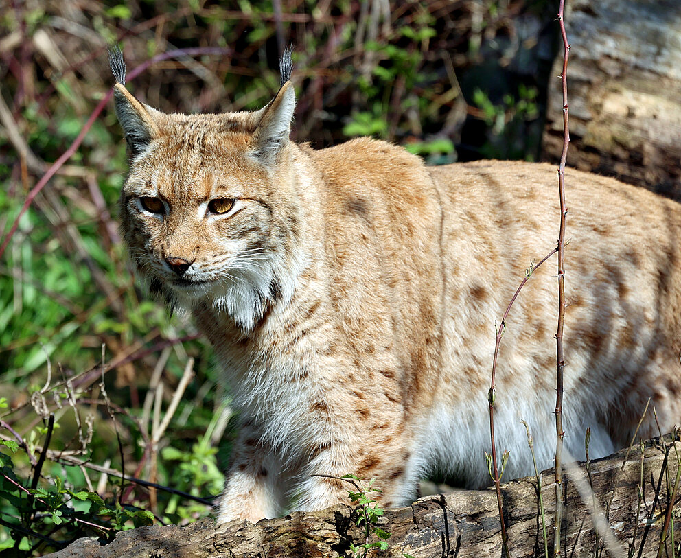 Zooverband (VdZ) (@vdz_zoos) on Twitter photo Der #Zoo Karlsruhe bereitet mit seiner neuen Anlage #Luchse auf die Wiederansiedlung in der Wildnis vor. Ein Schritt mehr hin zum  Artenschutz-Zentrum. 
karlsruhe.de/stadt-rathaus/… Der #Zoo Karlsruhe bereitet mit seiner neuen Anlage #Luchse auf die Wiederansiedlung in der Wildnis vor. Ein Schritt mehr hin zum  Artenschutz-Zentrum. 
karlsruhe.de/stadt-rathaus/…