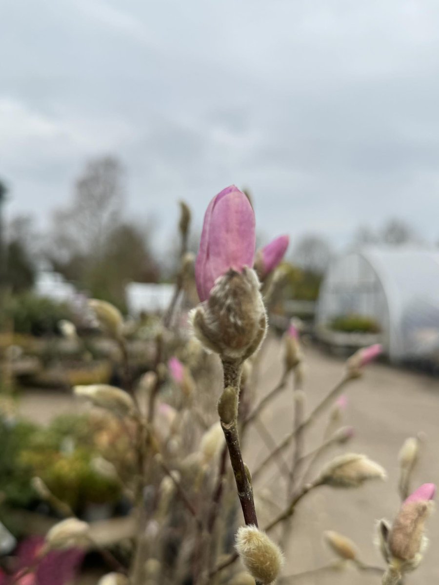 Spring has sprung into life on the nursery! Looking for #peatfree plants for projects? Email sales@bernhardsnurseries.co.uk or visit, Mon-Fri our Rugby Cash & Carry (CV23 9QQ) for a wealth of wonderful #plants. #ukgrower #familyownedbusiness #horticulture #garden #landscape