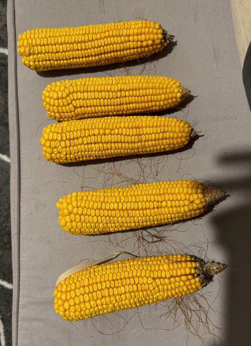 First big night of maize harvest tonight, thank the Good Lord for plenty of hot sun and regular rain seeing huge cobs and big fat kernels. Yields significantly up on last year.